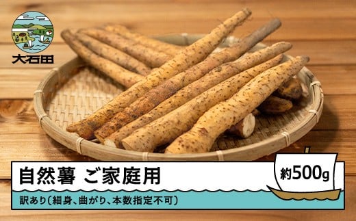 雪国育ちの自然薯 ご家庭用 スティック 500g 野菜 やまいも じねんじょ 山形県 大石田町産 oz-ziwxx500