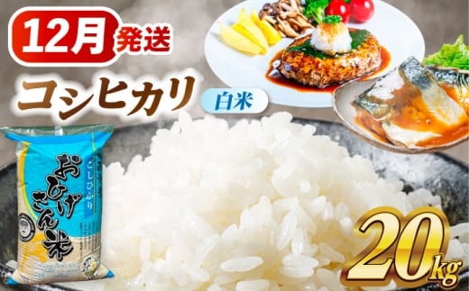 【12月発送】コシヒカリ 白米 20kg 愛西市 / 脇野コンバイン 米 お米 コメ [AECP023-4] 1455255 - 愛知県愛西市