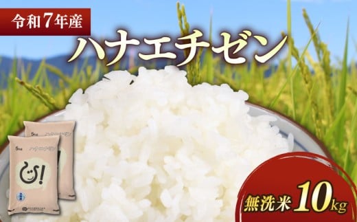 ★無洗米★ 新米 令和7年 彦根産 ハナエチゼン 10kg（5kg×2袋） お米 白米 無洗米 米 こめ コメ おこめ ご飯 ごはん はなえちぜん おすすめ 送料無料 滋賀 彦根 ひこね 