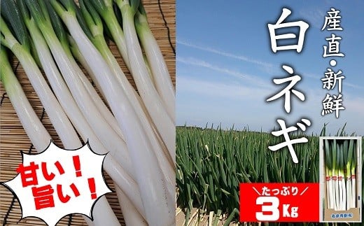 【先行予約】産地直送・新鮮！甘くて美味しい白ネギ 3kg 西日本トップクラスの産地・大分県豊後高田市産 広大な干拓で育ったミネラル豊富な白ねぎ ネギ ねぎ 長ネギ 鍋 野菜 