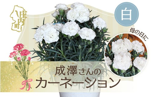 【5月初旬より順次発送】成澤さんのカーネーション 白 5号鉢（入金期限：2026.4.30）母の日に お供え お悔み