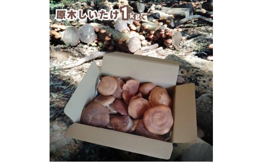 八街産 原木しいたけ 1kg 2026年シーズン先行予約 生しいたけ  2026年３月下旬～４月下旬発送