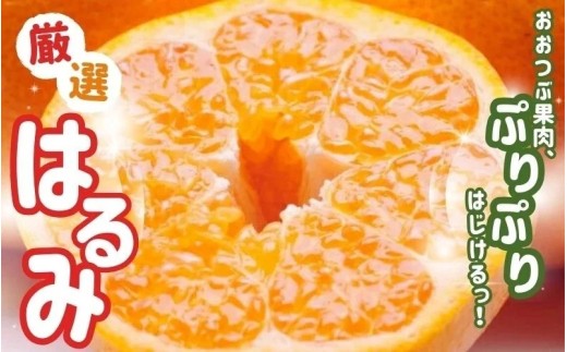 ＜2月より発送＞厳選はるみ2.5kg+250g（傷み補償分）【先行予約】【デコポンの姉妹品種・新食感春みかん】【光センサー選別】【ikd048C】