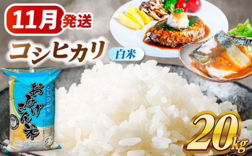 【11月発送】コシヒカリ 白米 20kg 愛西市 / 脇野コンバイン  米 お米 コメ [AECP023-3]