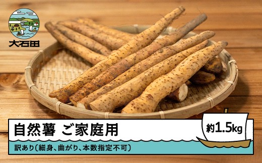 雪国育ちの自然薯 ご家庭用 スティック 約1.5kg 野菜 やまいも じねんじょ 山形県 大石田町産 oz-ziwxx1500