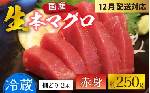 【冷蔵・指定日着可】生本マグロ赤身 約250g 2～3人前 [A-066003] / 国産 まぐろ 鮪 さく 柵どり 冷蔵 真空パック ヘルシー 2人前 3人前 新鮮 刺身 丼