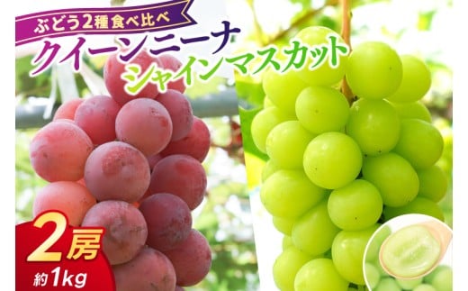 ＼受付終了まであとわずか！／【数量限定】ぶどう 2種 食べ比べ クイーンニーナ/シャインマスカット 2房 (約1kg) 希少品種 岩手県紫波町産 ぶどう 食べ比べ 2種 セット 贈答品 ギフト フルーツ 葡萄 ブドウ 2個 高品質 完熟 甘い 新鮮 産地直送 (AR033)