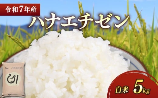 新米 令和7年 彦根産 ハナエチゼン 5kg お米 白米 精米 米 こめ コメ おこめ ご飯 ごはん はなえちぜん おすすめ 送料無料 滋賀 彦根 ひこね