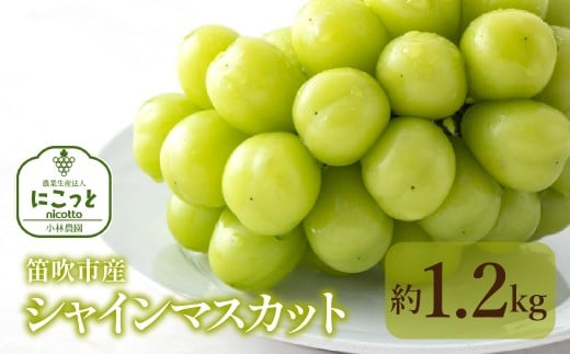 ＜25年発送＞笛吹市産 シャインマスカッ ト 約1.2kg 097-020