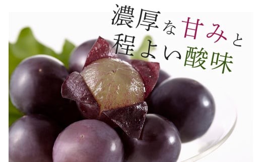2025年 先行予約 】 巨峰 ( 種あり ) 1.2kg 3房・房 1.5kg 4房