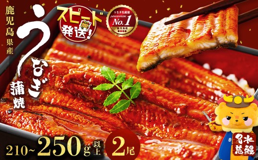 鹿児島県産うなぎ蒲焼 名水慈鰻 2尾＜計210～250g以上＞ うなぎ 鰻 ウナギ 2尾 国産 蒲焼 かばやき 冷凍 真空 真空パック 無頭 うな重 ひつまぶし タレ 山椒 a0-390