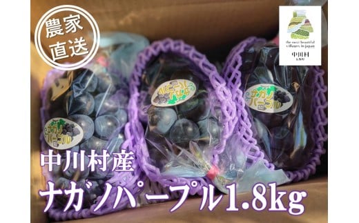 農家直送】宮下ぶどう園直送　ナガノパープル　約1.8Kg　受付9/15まで数量限定 999963 - 長野県中川村