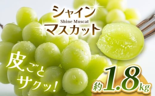 シャインマスカット 1.8kg 2025年9月下旬～順次発送予定 塩尻市産 | シャイン ぶどう 葡萄 ブドウ くだもの 果物 フルーツ マスカット しゃいん ますかっと 先行 先行予約 旬 塩尻 長野 信州