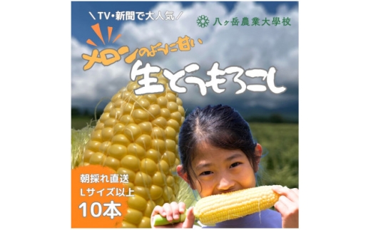 ＜2026年先行予約＞ メロンのように甘い 生とうもろこし 10本【1662928】