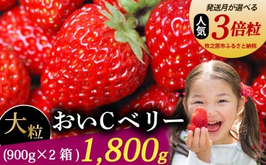 [発送月が選べる] おいCベリー 超大粒 1800g おいcベリー 冷蔵発送 苺 イチゴ 2箱 ゆりかーご 土耕栽培 フルーツ 果物 スイーツ デザート 朝摘み ストロベリー おやつ 完熟 直送 ギフト 家庭用 贈答用 贈答 ギフト 贈り物 甘い ブランド ジャム アレンジ 農家直送 ベリー 産地直送 国産 おすすめ 森木農園 静岡県 牧之原市 ~土耕栽培だから濃くて甘い!~