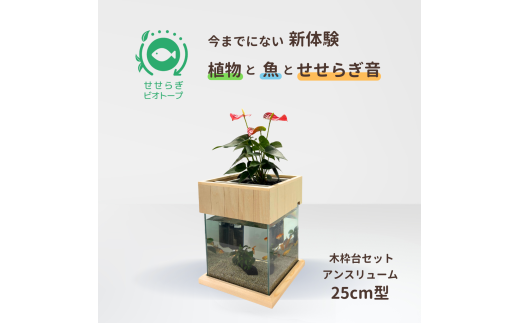 せせらぎビオトープ　25cm型基本+木枠台セット（アンスリウム）