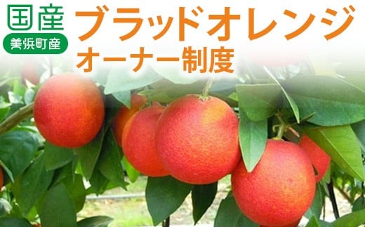 国産（美浜町産）ブラッドオレンジオーナー制度 ◆