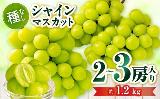 シャインマスカット　2～3房入り（約1.2kg） | マスカット ぶどう ブドウ 葡萄 果物 フルーツ 人気 香川 香川県 三木町 種なし 皮ごと食べられる ジューシー 旬 おすすめ |_mk006-034