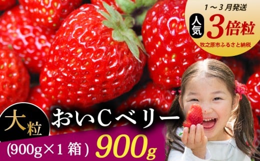 【1～3月発送】 おいCベリー 超大粒 900g いちご 冷蔵発送 おいcベリー 苺 イチゴ 1箱 ゆりかーご 土耕栽培 フルーツ 果物 スイーツ デザート 朝摘み ストロベリー おやつ 完熟 直送 ギフト 家庭用 贈答用 贈答 ギフト 贈り物 甘い ブランド ジャム アレンジ 農家直送 ベリー 産地直送 国産 おすすめ 森木農園 静岡県 牧之原市 ~土耕栽培だから濃くて甘い!~ 1122877 - 静岡県牧之原市