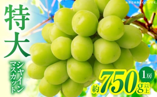 特大シャインマスカット 1房約750ｇ|マスカット ぶどう ブドウ 葡萄 果物 フルーツ 人気 香川 香川県 三木町 特大 大房 大粒 厳選 種なし 皮ごと食べられる ジューシー 糖度が高い 先行受付 先行予約 季節限定 旬 おすすめ|_mk006-018