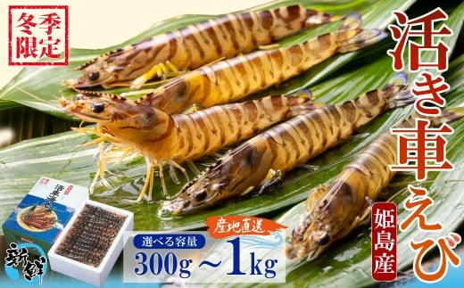 [期間限定]姫島産 活き車えび (養殖) 300g〜1kg 常温配送 お歳暮ギフト 熨斗可 [宅配ボックス不可] 国産 海鮮 ギフト 刺身 焼き しゃぶしゃぶ A31-oya