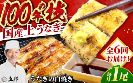 【6回定期便】国産 上うなぎ 白焼き 1尾 約150g / 鰻 ウナギ うなぎ 白焼き / 御嵩町 / 鰻 季節料理 魚邦 [AVBH025] 2274726 - 岐阜県御嵩町
