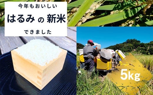  【R7年新米5kg】湘南生まれのお米「はるみ」〈出荷時期:～2025年12月26日出荷終了〉【 神奈川県 大磯町 米 お米 白米 白飯 コシヒカリ キヌヒカリ 交配種 新米 前日精米 特別栽培米 甘み 期間限定】