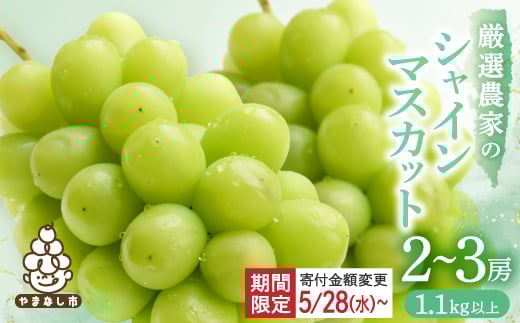 ＜2026年発送 先行受付＞シャインマスカット 2~3房 1.1kg以上 山梨産_ 葡萄 山梨県 山梨市 フルーツ 果物 ぶどう マスカット シャインマスカット 山梨産 人気 おすすめ 送料無料 【1274436】