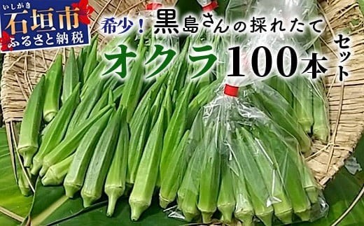 希少！黒島さんの採れたてオクラ100本セット（特別栽培、栽培期間中農薬不使用）10月下旬順次発送【 沖縄県 石垣市 沖縄 石垣島 おくら オクラ 野菜 採れたて フレッシュ 夏野菜 冬野菜 南国 離島のいいもの 沖縄いいもの石垣島 】OI-7 1155764 - 沖縄県石垣市