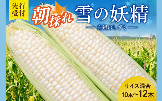 先行受付!【2026年8月頃~発送開始!】北海道十勝清水町産 希少品種! 白いとうもろこし 雪の妖精 サイズ混合 10~12本 北海道産 2026年 とうもろこし とうきび 産直 産地直送 清水町 北海道 _S021-0017