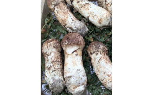 ＜訳あり・ミックスサイズ＞150g　岩手県産　天然松茸＜数量・期間限定＞【1662986】