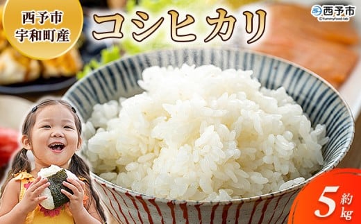 新米＜令和7年産 コシヒカリ 約5kg 西予市宇和町産＞ 5キロ 白米 精米 こしひかり 米 お米 コメ こめ 宇和米 新米 うわまい ご飯 ごはん ライス 送料無料 産地直送 天川農園 愛媛県 西予市【常温】『2025年9月中旬～12月迄に順次発送』