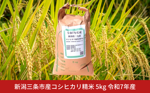 先行予約 新潟三条市産コシヒカリ精米 5kg 令和7年産 新潟県産コシヒカリ【017S151】
