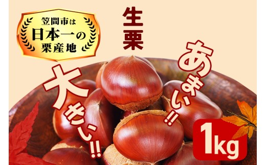 [2025年 秋 出荷]生栗 1kg×1袋 1kg 特大 サイズ 3L 以上 大粒 大きい 数量限定 くり クリ 笠間の栗 栗ごはん カサマロン 国産 先行予約 モンブラン 栗きんとん 冷蔵 笠間市