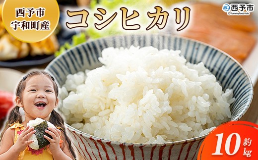 新米＜令和7年産 コシヒカリ 約10kg 西予市宇和町産＞ 10キロ 白米 精米 こしひかり 米 お米 コメ こめ 宇和米 新米 うわまい ご飯 ごはん ライス 送料無料 産地直送 天川農園 愛媛県 西予市【常温】『2025年9月中旬～12月迄に順次発送』