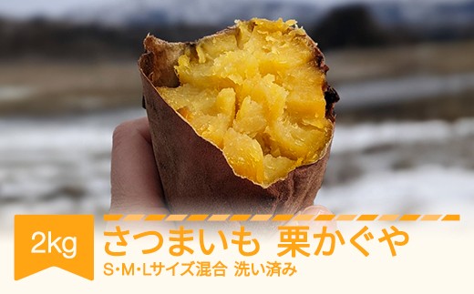 さつまいも 洗い済み 栗かぐや 約2kg 村山市産 2025年産 令和7年 山形県産  no-spkka2 ※沖縄・離島への配送不可