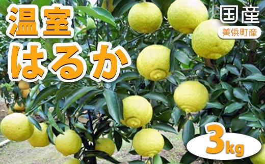 国産（美浜町産）温室はるか 3kg入り　※2026年1月下旬頃より順次発送予定
