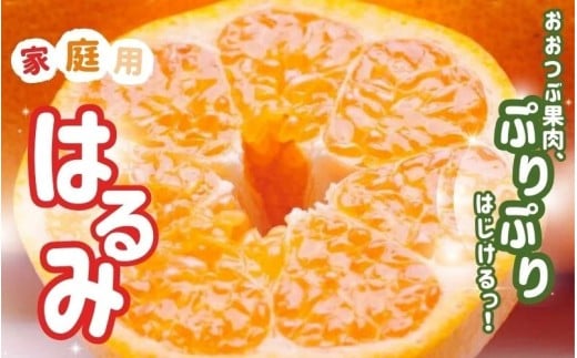 ＜2月より発送＞【先行予約】家庭用はるみ10kg+250g（傷み補償分）【デコポンの姉妹品種・新食感春みかん】【光センサー選別】【わけあり・訳あり】【ikd230】