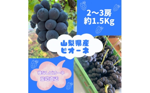 ＜2026年先行予約＞ピオーネ2～3房(約1.5kg)【1555648】