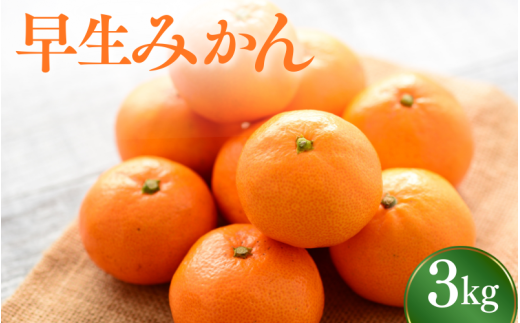  ＼先行予約／ 早生みかん 【選べる容量】 3kg（2025年12月以降順次発送予定） / みかん 早生みかん 早生 ミカン 柑橘 フルーツ 果物 紀州産 和歌山県【tcs023】