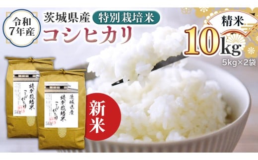 ＜ 新米 ＞ 令和7年産 茨城県産 精米 特別栽培米 コシヒカリ 10kg （5kg×2袋） 白米 こしひかり 米 コメ こめ 単一米 限定 茨城県産 国産 美味しい お米 おこめ おコメ