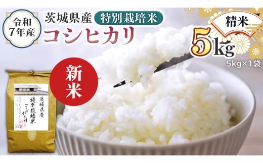＜ 新米 ＞ 令和7年産 茨城県産 精米 特別栽培米 コシヒカリ 5kg （5kg×1袋） 白米 こしひかり 米 コメ こめ 単一米 限定 茨城県産 国産 美味しい お米 おこめ おコメ