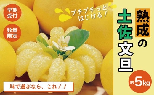 【早期受付・数量限定】熟成の土佐文旦5kg 家庭用 予約 先行 先行受付 早期 早期受付 数量限定 2026年配送 家庭用 5kg 大人気 リピーター 限定 国産 フルーツ 果物 旬 文旦 ぶんたん ブンタン 土佐文旦 柑橘 柑橘類 オススメ 四万十市 四万十 しまんと 高知県 高知 南国 土佐 四国 産地直送 農家直送 お取り寄せ 送料無料 【2026年2月下旬より発送】25-551