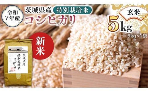 ＜ 新米 ＞ 令和7年産 茨城県産 玄米 特別栽培米 コシヒカリ 5kg （5kg×1袋） こしひかり 米 コメ こめ 単一米 限定 茨城県産 国産 美味しい お米 おこめ おコメ