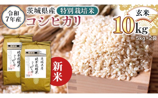 ＜ 新米 ＞ 令和7年産 茨城県産 玄米 特別栽培米 コシヒカリ 10kg （5kg×2袋） こしひかり 米 コメ こめ 単一米 限定 茨城県産 国産 美味しい お米 おこめ おコメ