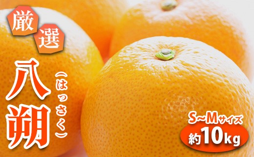 みかん 八朔 厳選 S~Mサイズ 約10kg|GOGO農園 和歌山県 日高川町 はっさく みかん 柑橘 蜜柑 フルーツ 送料無料