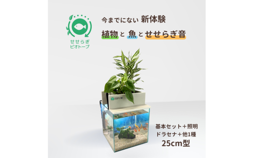 せせらぎビオトープ　25cm型基本+照明セット（ドラセナ＋他1種）