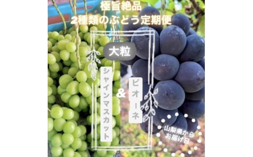 ＜発送月固定定期便＞旬のピオーネ+シャインマスカット2～3房(約1.5kg)全2回【4059693】 1552447 - 山梨県山梨市