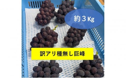 訳アリ　種無し巨峰　約３kg 2277468 - 愛知県豊田市