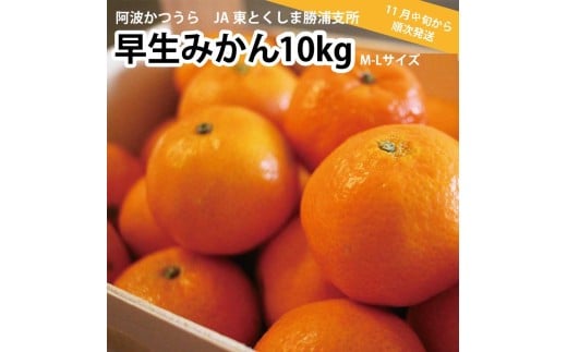 JA東とくしま 勝浦早生みかん 10kg M-Lサイズ 優品